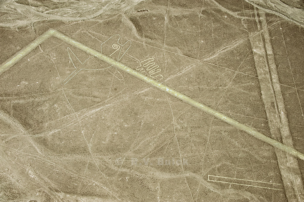 Whale, Nazca lines